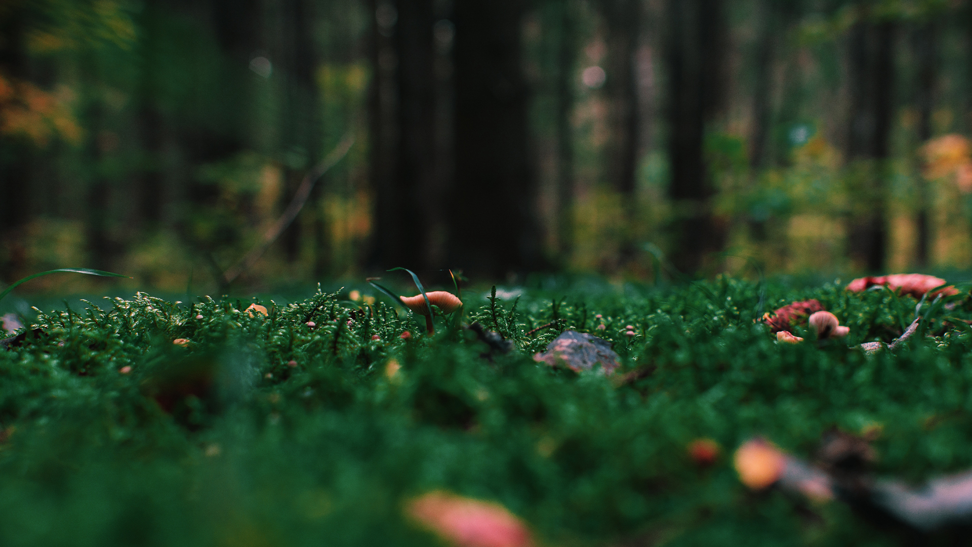 img-0579-mushrooms growing on field-1920x1080
